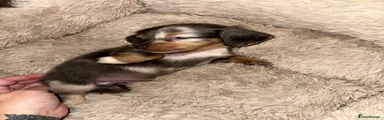 Miniature Dachshund Puppy 5