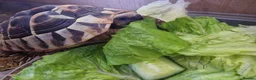 Tortoise reptiles for sale: Hermanns Tortoise  in Canterbury - Advert 5
