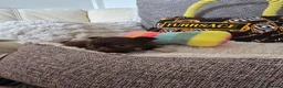 Chihuahua dogs for sale: Xx quality chocolate longcoat chihuahua puppies Xx - Advert 16