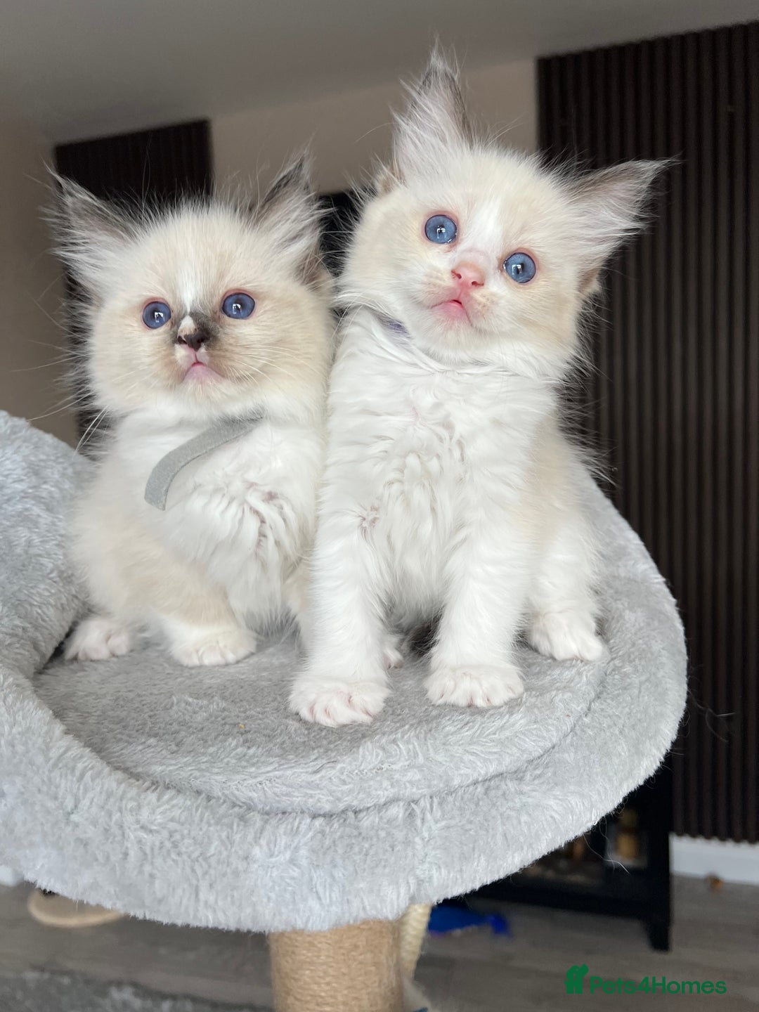 Ragdoll cats for sale: Registered Ragdoll kitttens for sale - Image 19