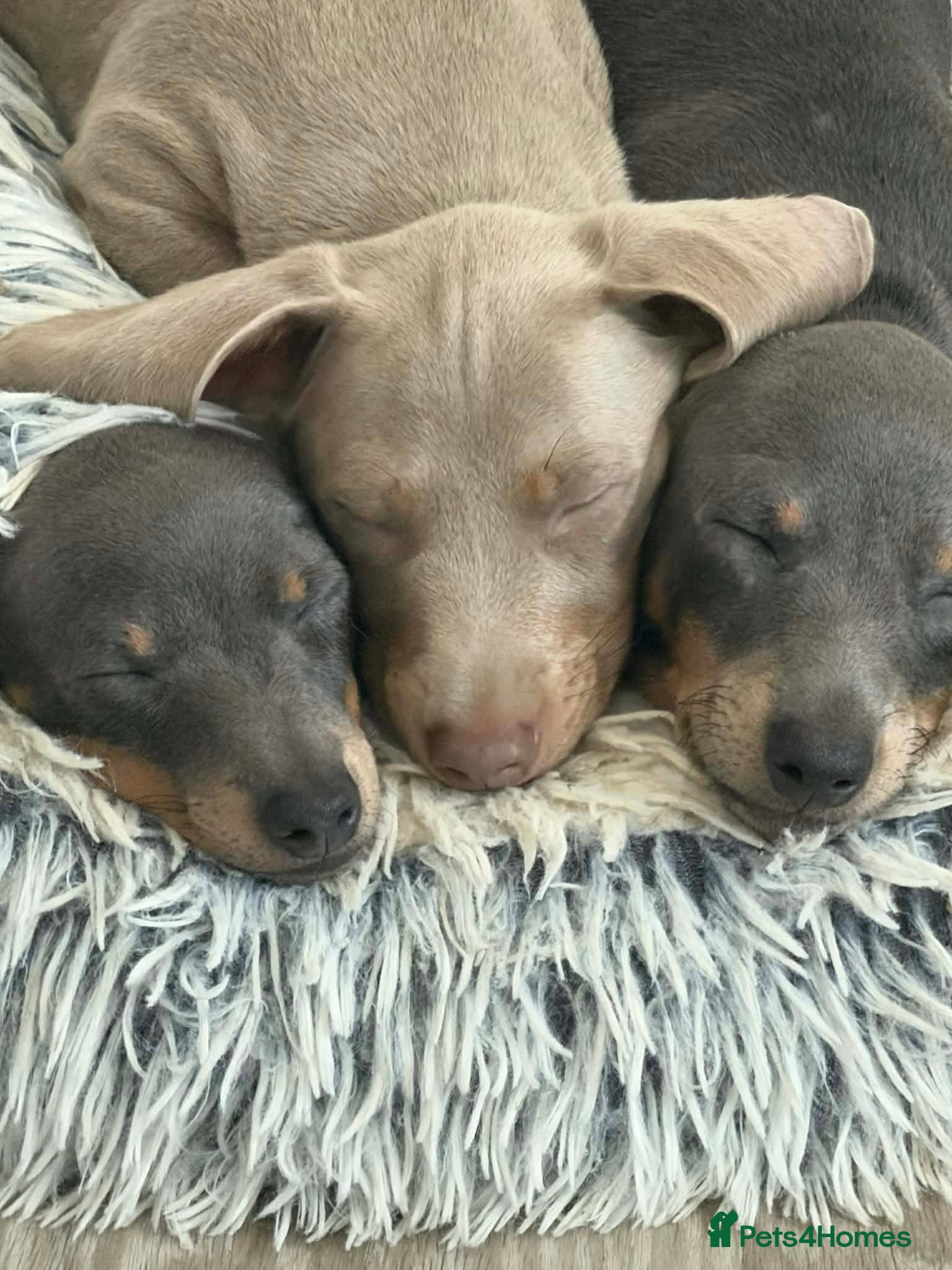 Miniature Dachshund dogs Miniature short haired dachshund - Advert 1