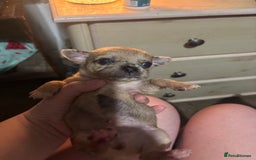 Chihuahua dogs for sale: Mixed litter of chihuahuas forsake  - Image 3