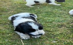 Cocker Spaniel dogs for sale: READY NOW Show potential cocker pups black white in Birmingham - Image 3