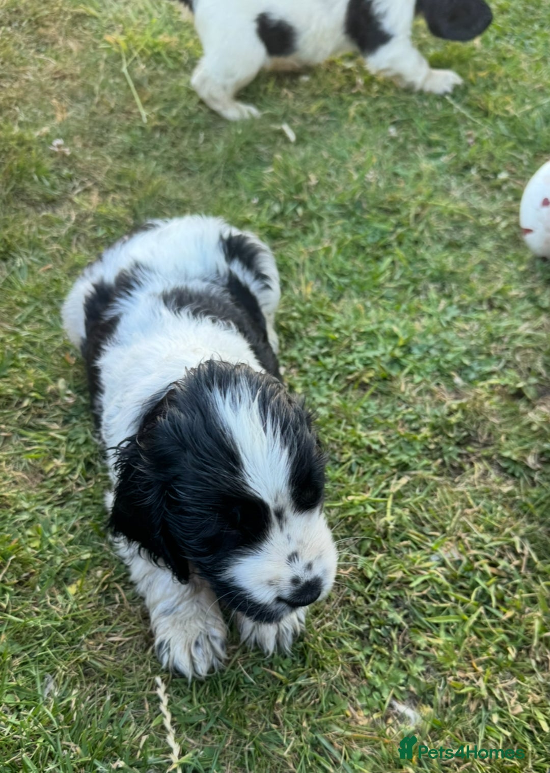 Cocker Spaniel dogs for sale: READY NOW Show potential cocker pups black white in Birmingham - Image 3