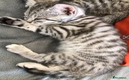 British Shorthair cats for sale: GCCF REGISTERED CHAMPION LINES SILVER SPOTTED BSH - Image 8