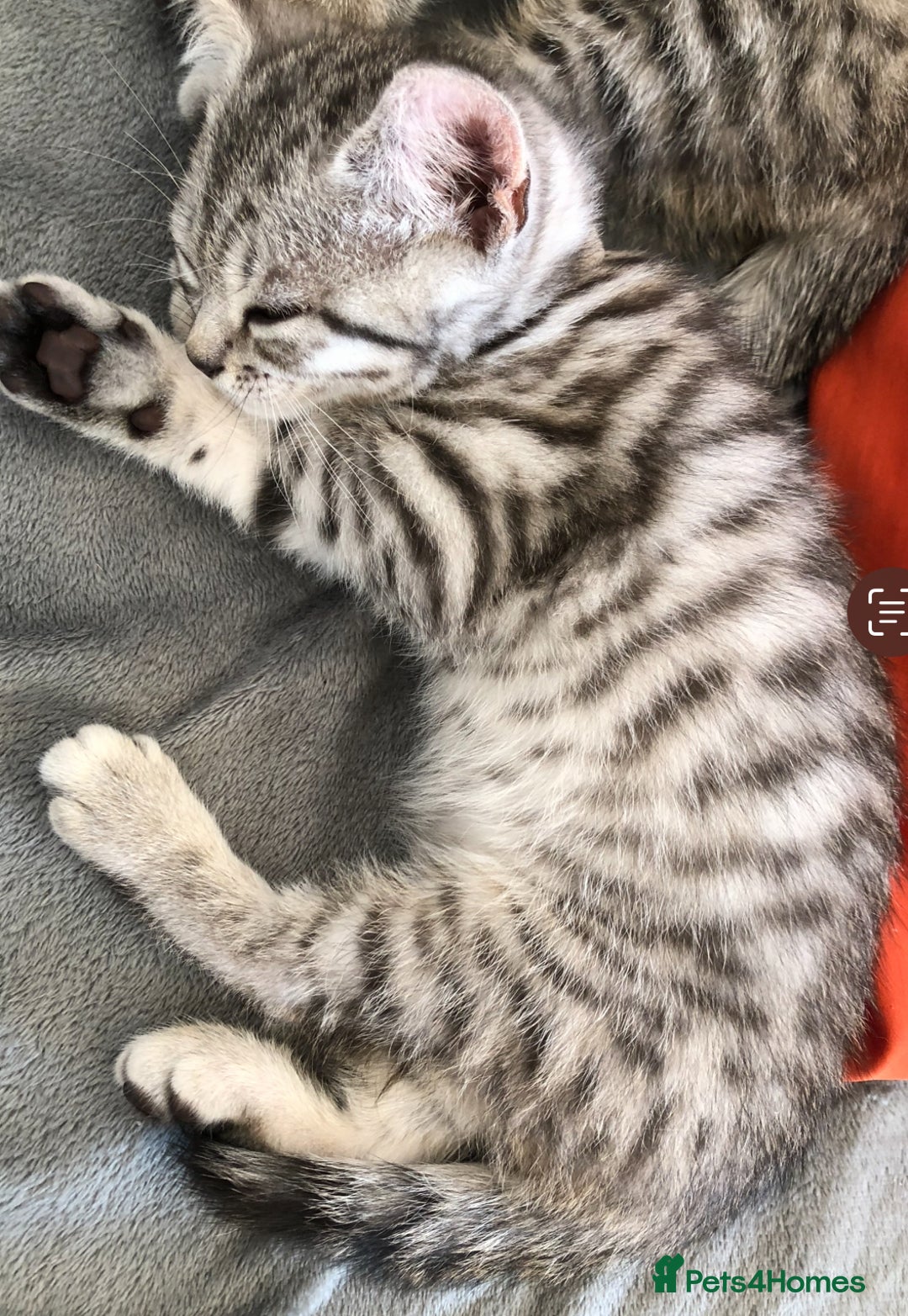 British Shorthair cats for sale: GCCF REGISTERED CHAMPION LINES SILVER SPOTTED BSH - Image 8