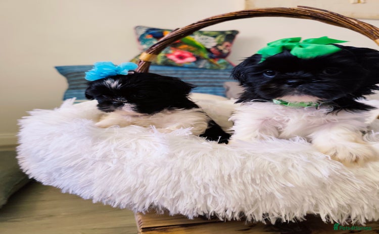 Shih Tzu dogs - Advert 4