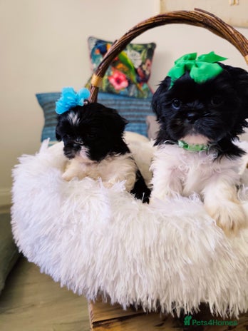 Shih Tzu dogs - Advert 4