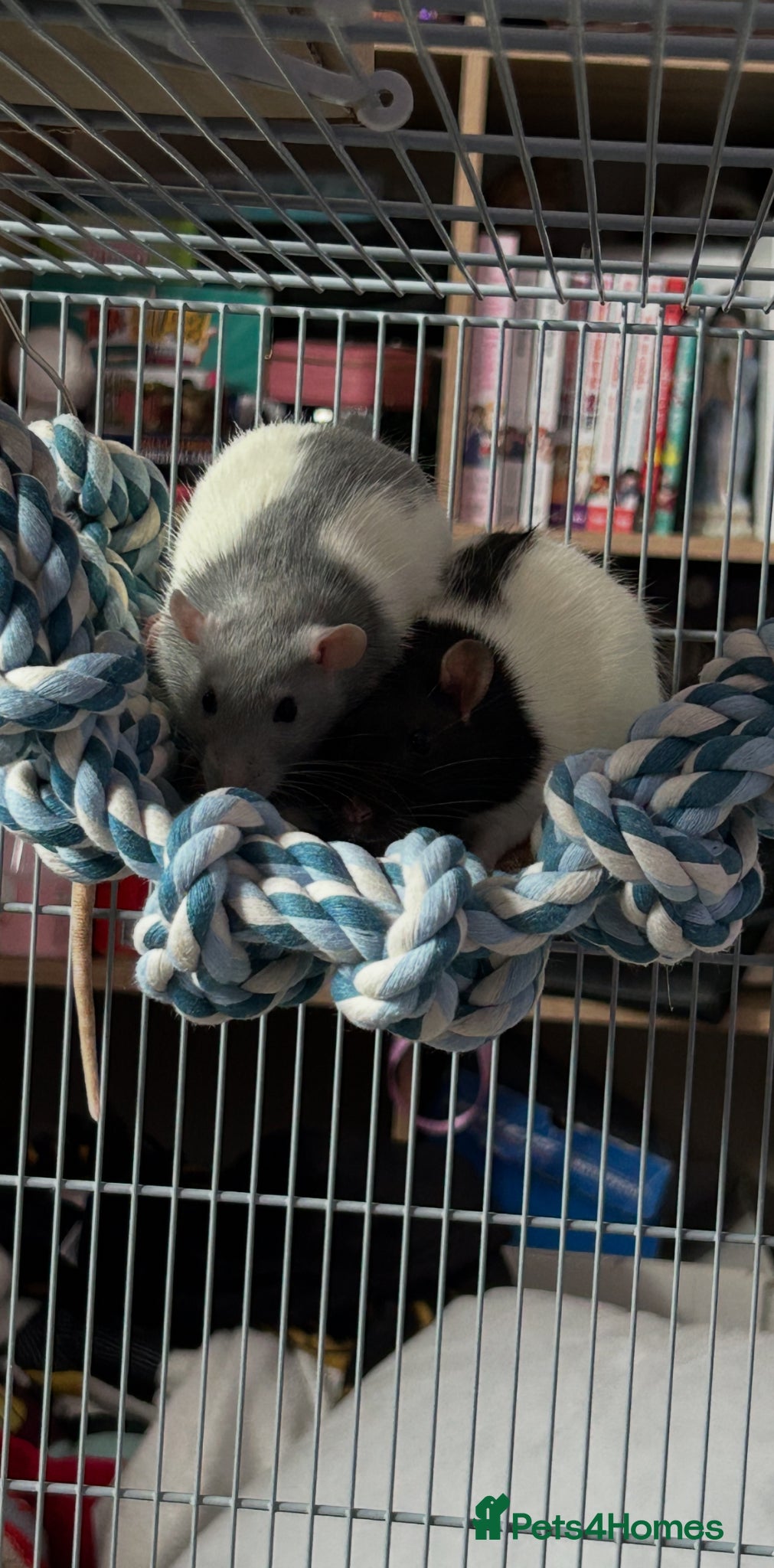 Rat rodents 2 girl rats - Advert 1