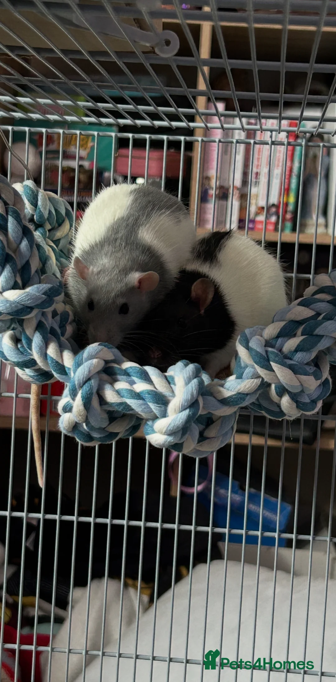 Rat rodents for sale: 2 girl rats in Feltham - Advert 1