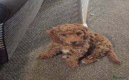 Cockapoo dogs for sale: Redhead cockapoo - Image 2