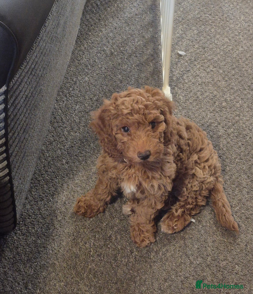 Cockapoo dogs for sale: Redhead cockapoo - Image 2