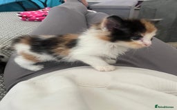 Maine Coon cats for sale: Mainecoon cross kittens - Image 1