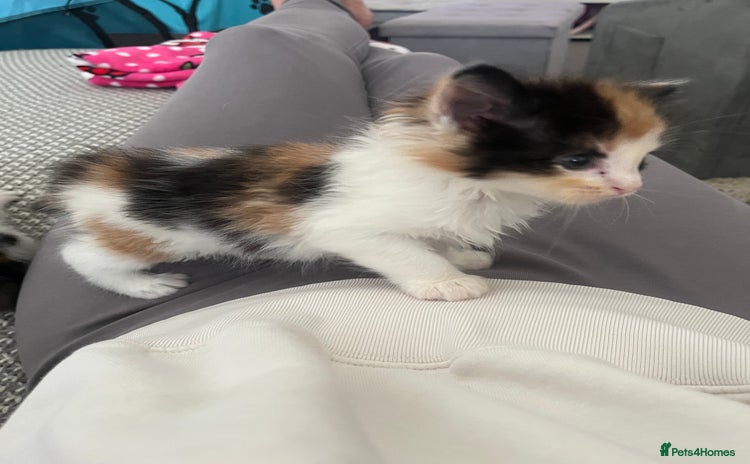 Maine Coon cats for sale - Advert 1