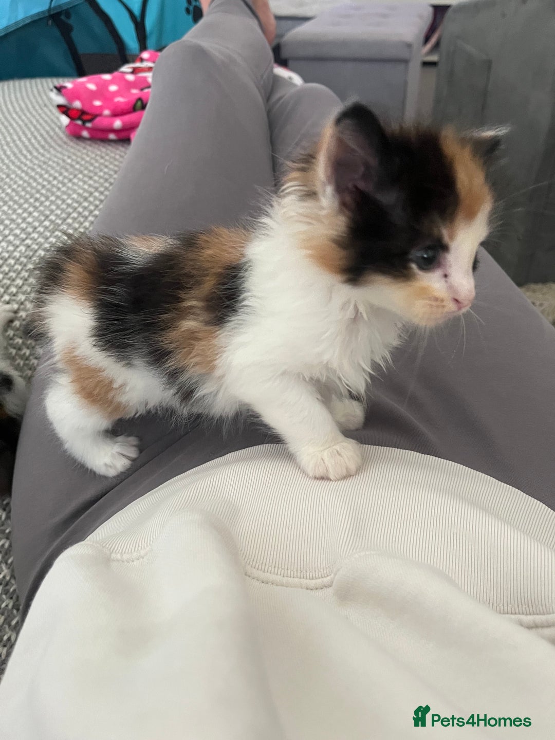 Maine Coon cats for sale: Mainecoon cross kittens - Image 1
