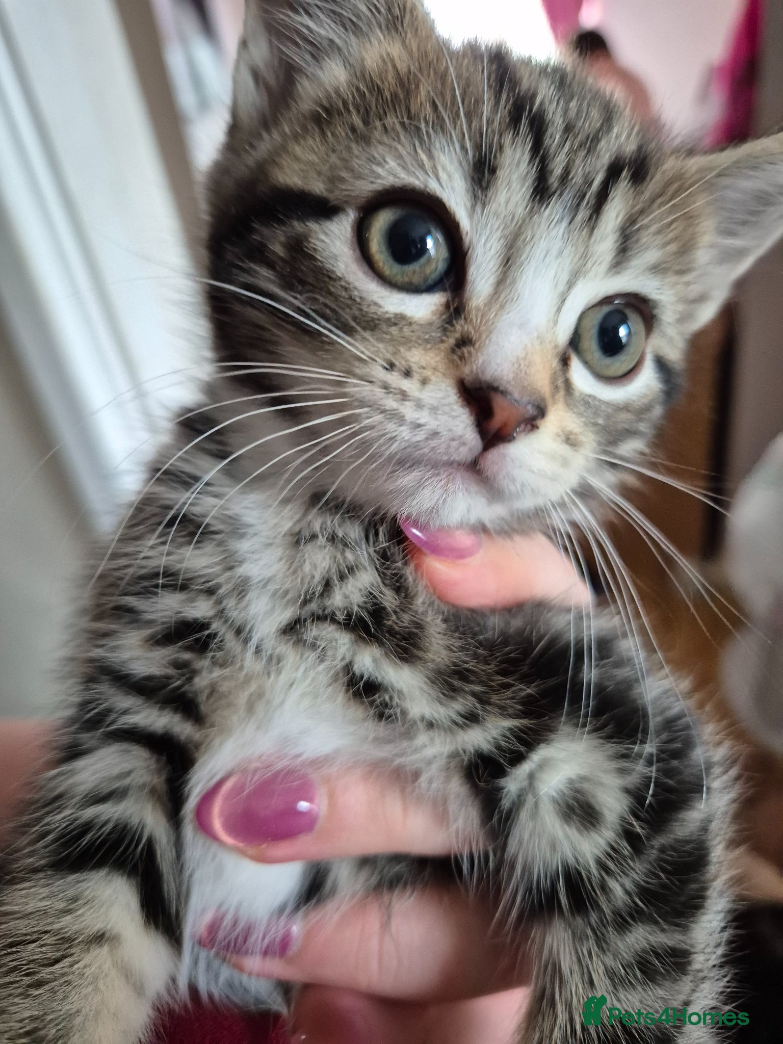 British Shorthair cats for sale: X2 mummys with kittens in London - Advert 6