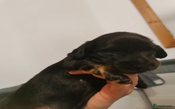 Miniature Dachshund dogs for sale: 5 beautiful miniature dachshund pups for sale - Image 8