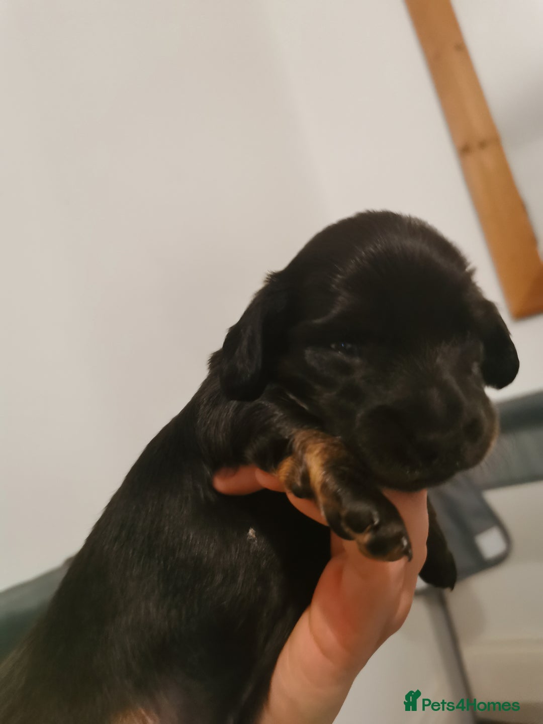 Miniature Dachshund dogs for sale: 5 beautiful miniature dachshund pups for sale - Image 8