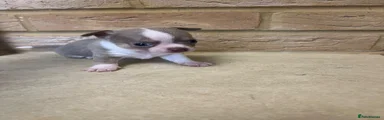 Chihuahua 2