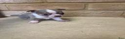 Chihuahua dogs for sale: 🐾GORGEOUS CHIHUAHUA PUPPIES READY TO RESERVE NOW - Advert 8