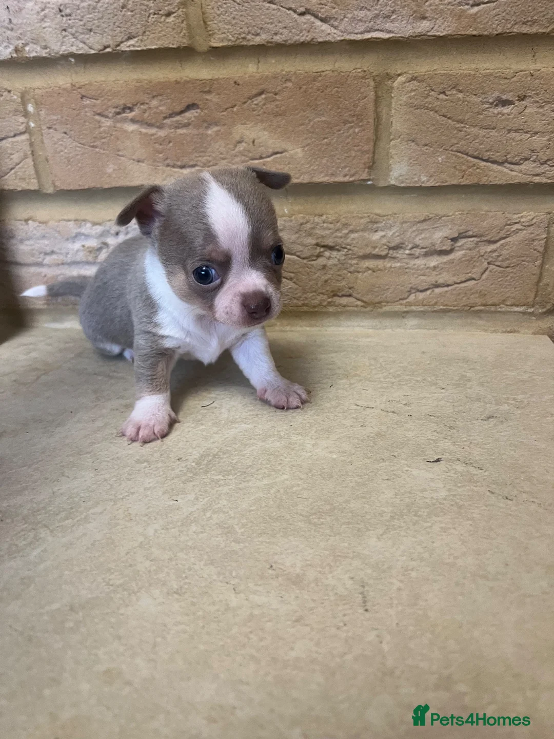 Chihuahua dogs for sale: 🐾GORGEOUS CHIHUAHUA PUPPIES READY TO RESERVE NOW - Advert 8