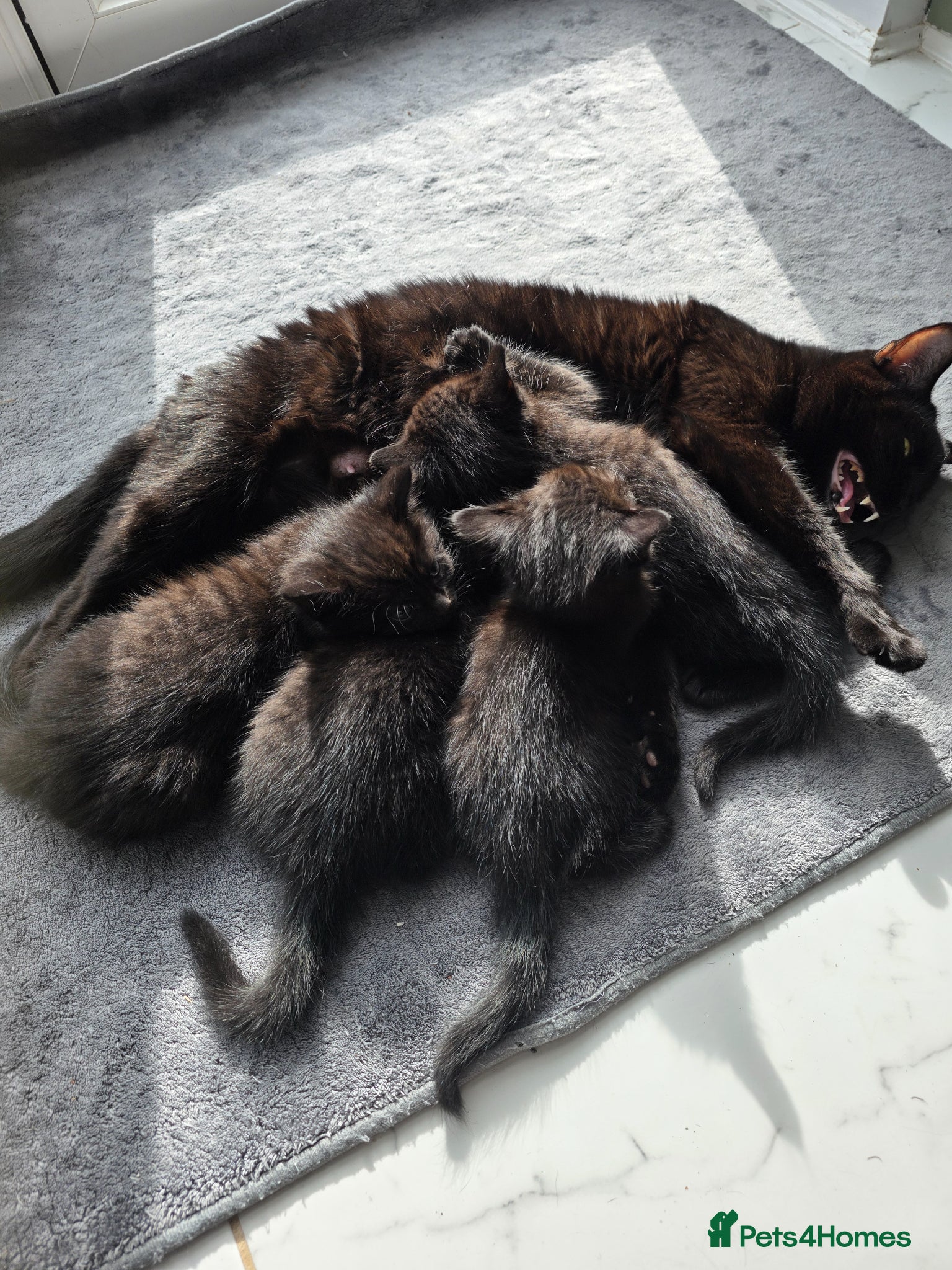 Mixed Breed cats Kittens black  - Advert 2