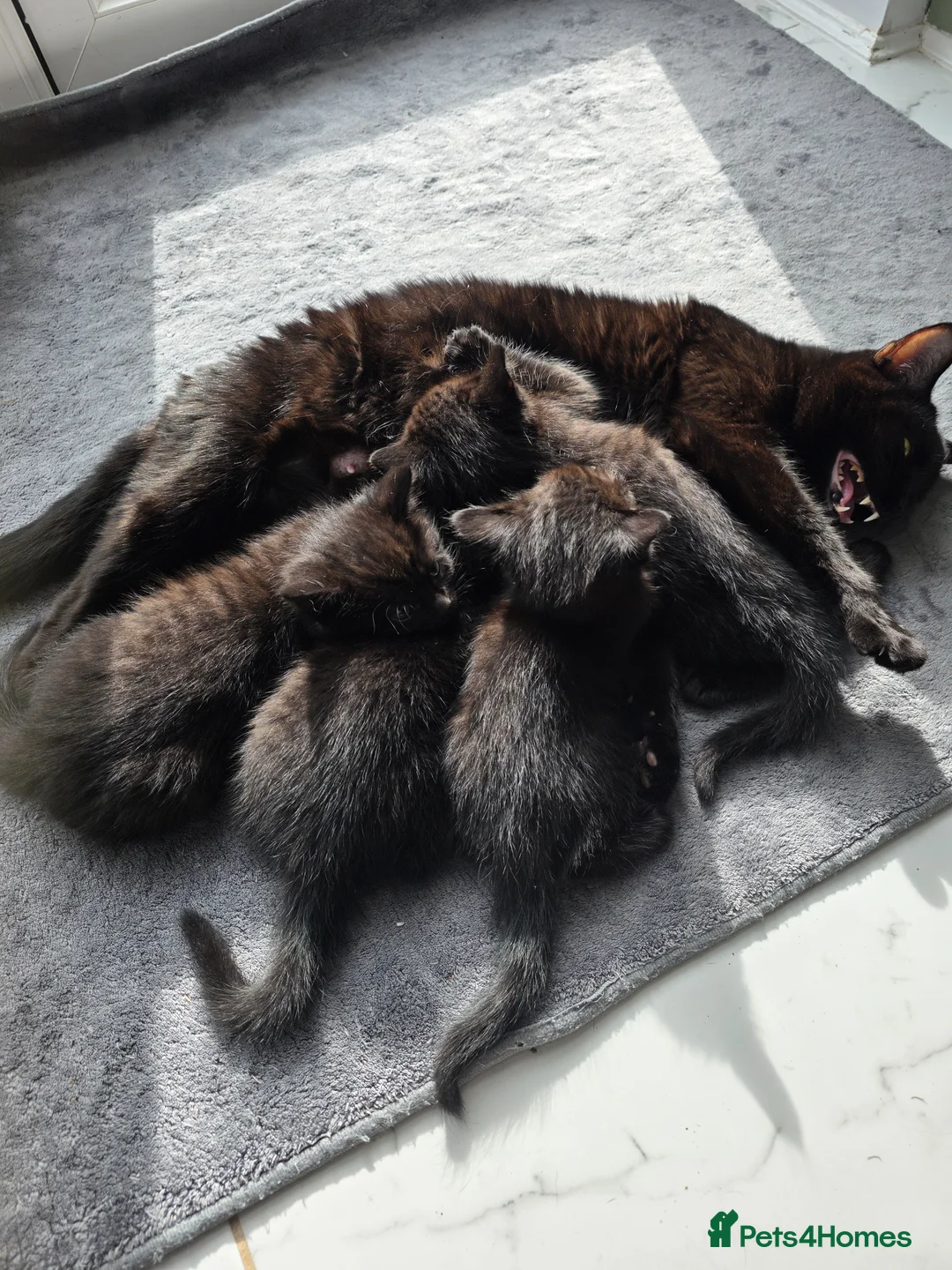 Mixed Breed cats for sale: Kittens black  in Cambridge - Advert 1