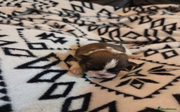 Shih Tzu dogs for sale: 5 stunning kc registered shih tzu pups - Image 16