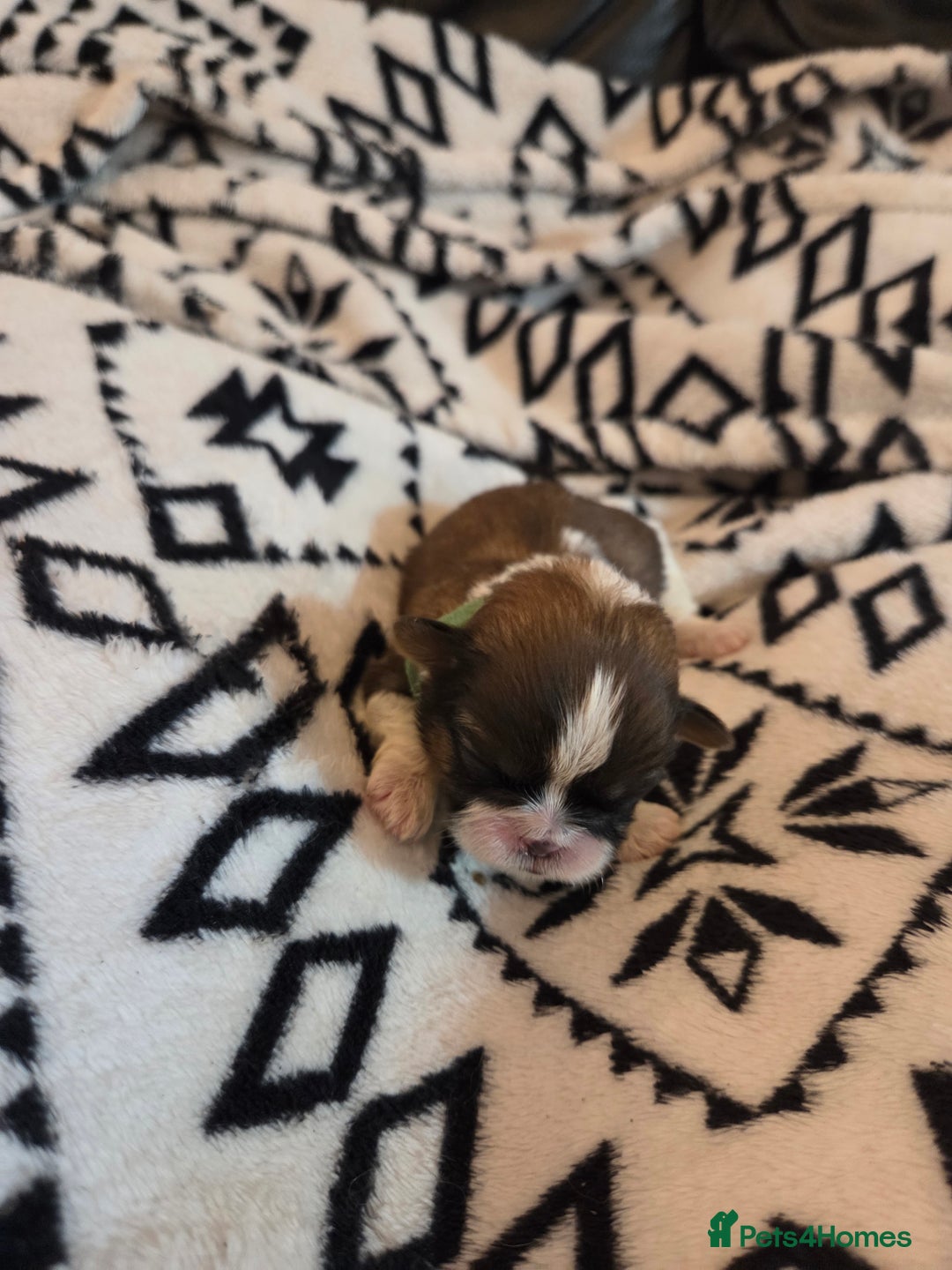 Shih Tzu dogs for sale: 5 stunning kc registered shih tzu pups - Image 16