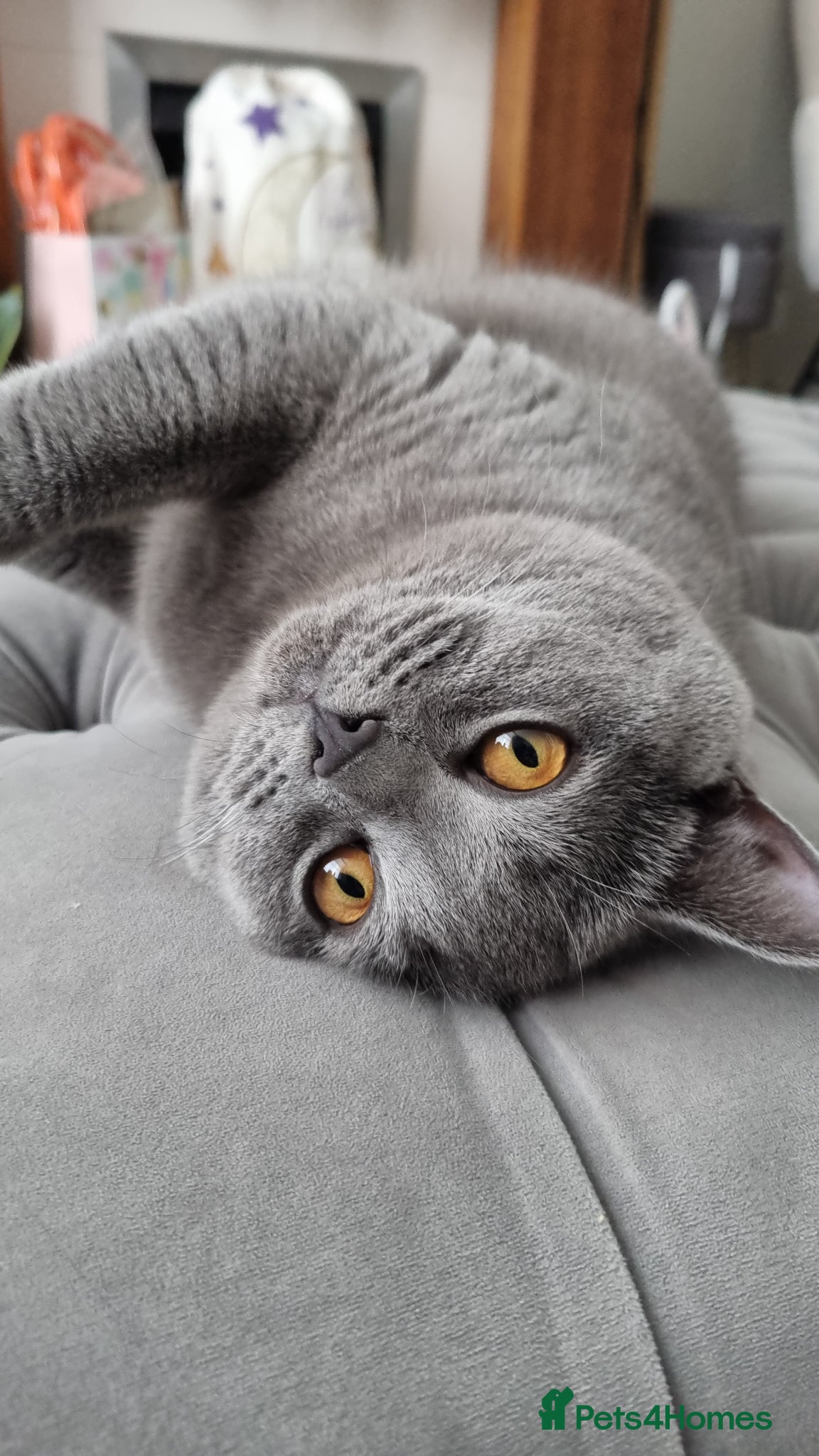 British Shorthair cats BRITISH SHORTHAIR BLUE - Advert 1