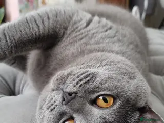 British Shorthair cats BRITISH SHORTHAIR BLUE - Advert 1
