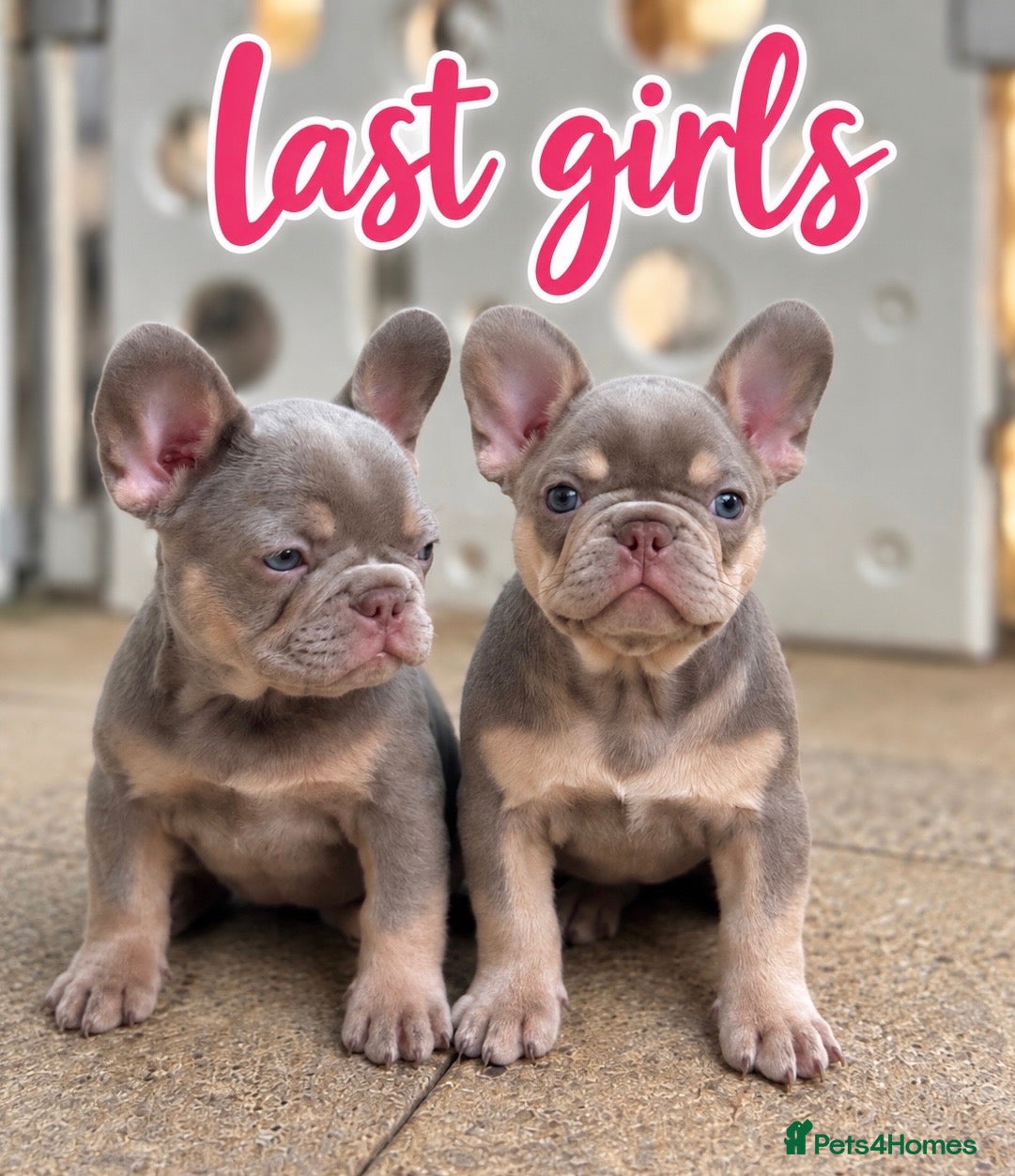 French Bulldog dogs PRICE DROP FOR WEEKEEND Girls French Bulldog DNA - Advert 1