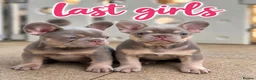 French Bulldog dogs for sale: Last Girls French Bulldog DNA Clear - Advert 2