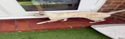 Bengal cats for sale: Bengal cats  in Slough - Advert 4