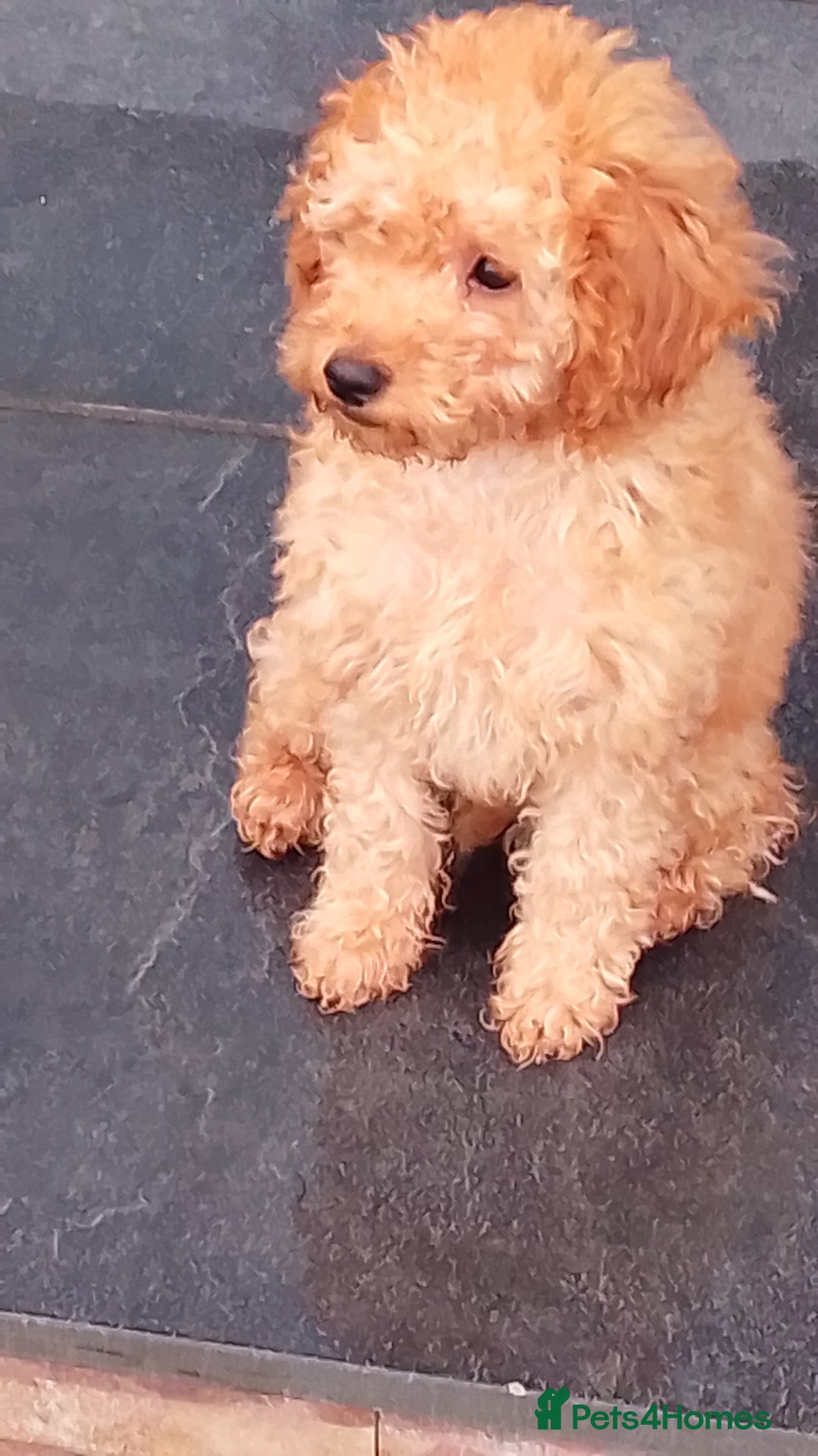 Miniature Poodle dogs for sale: ✨KC Top quality parents health tested pure breed ✨ - Image 10