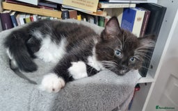 Turkish Angora cats for sale: Beautiful Fluffy Kittens Looking for Loving Homes - Image 25