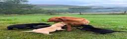 Labrador Retriever dogs for sale: Beautiful Kennel Club Registered Labradors Puppies in Brechin - Advert 4