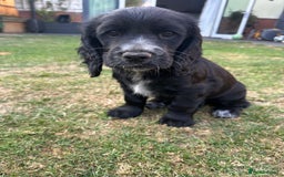 Cocker Spaniel dogs for sale: Stunning KC registered Working Cocker Spaniels  - Image 7