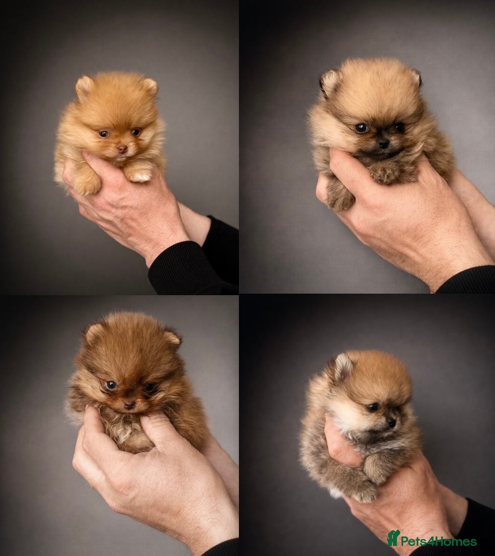 Pomeranian dogs 🔥🔝Show Class🐻Tiny🏆Championship  - Advert 1