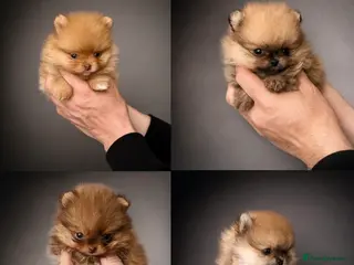 Pomeranian dogs for sale: 🔥🔝Show Class🐻Tiny🏆Championship - Advert 1