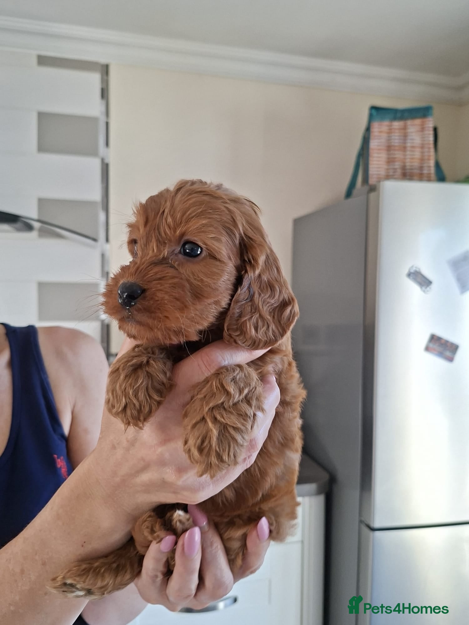 Cockapoo dogs Cockapoo puppies last boy - Advert 6