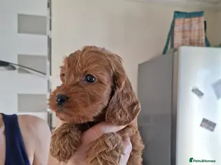 Cockapoo dogs Cockapoo puppies last boy - Advert 6