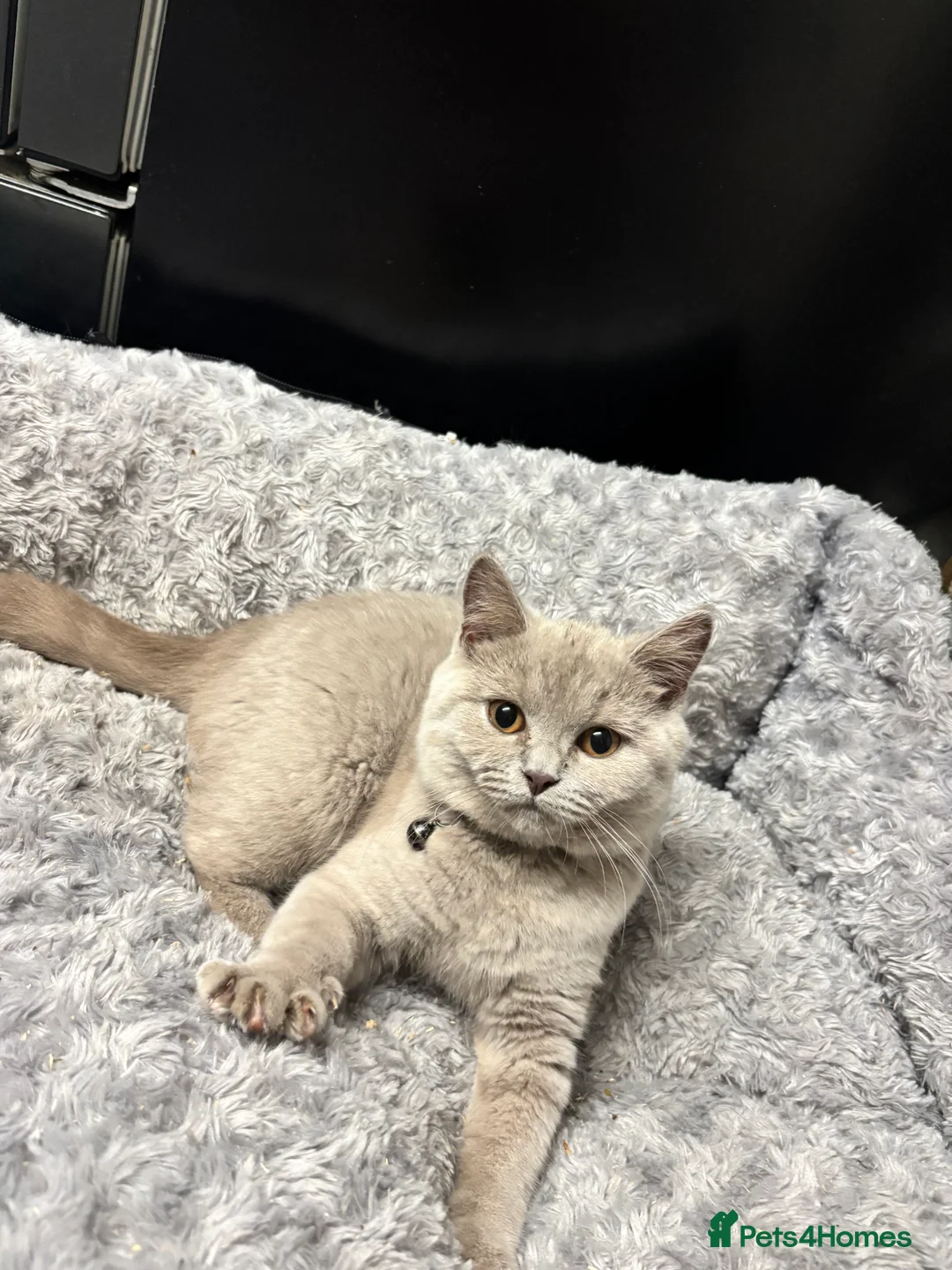 British Shorthair cats for sale: Gccf British shorthaired kittens  - Advert 2
