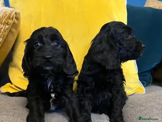 Cockapoo dogs Cockapoo puppies from health clear parents - Advert 11