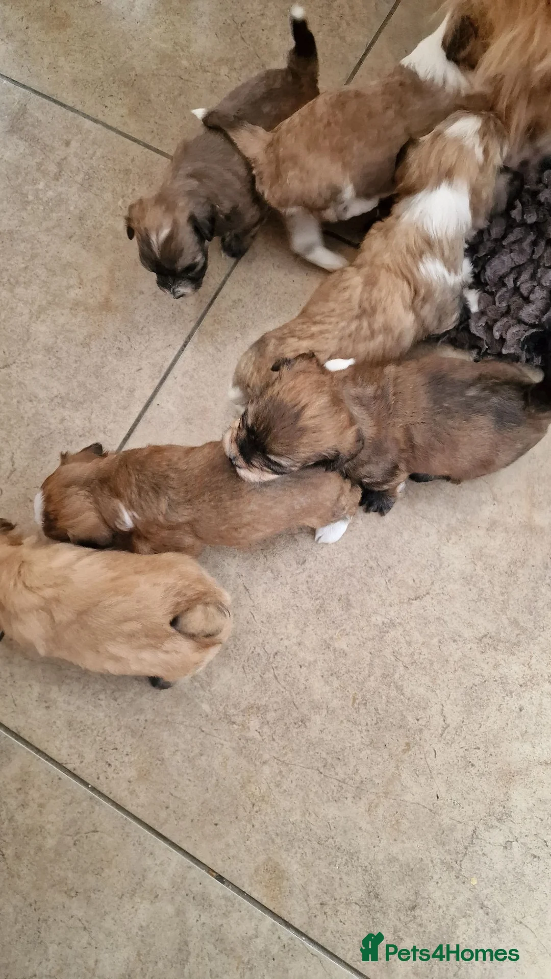 Havanese dogs for sale: Adorable puppy  - Advert 2