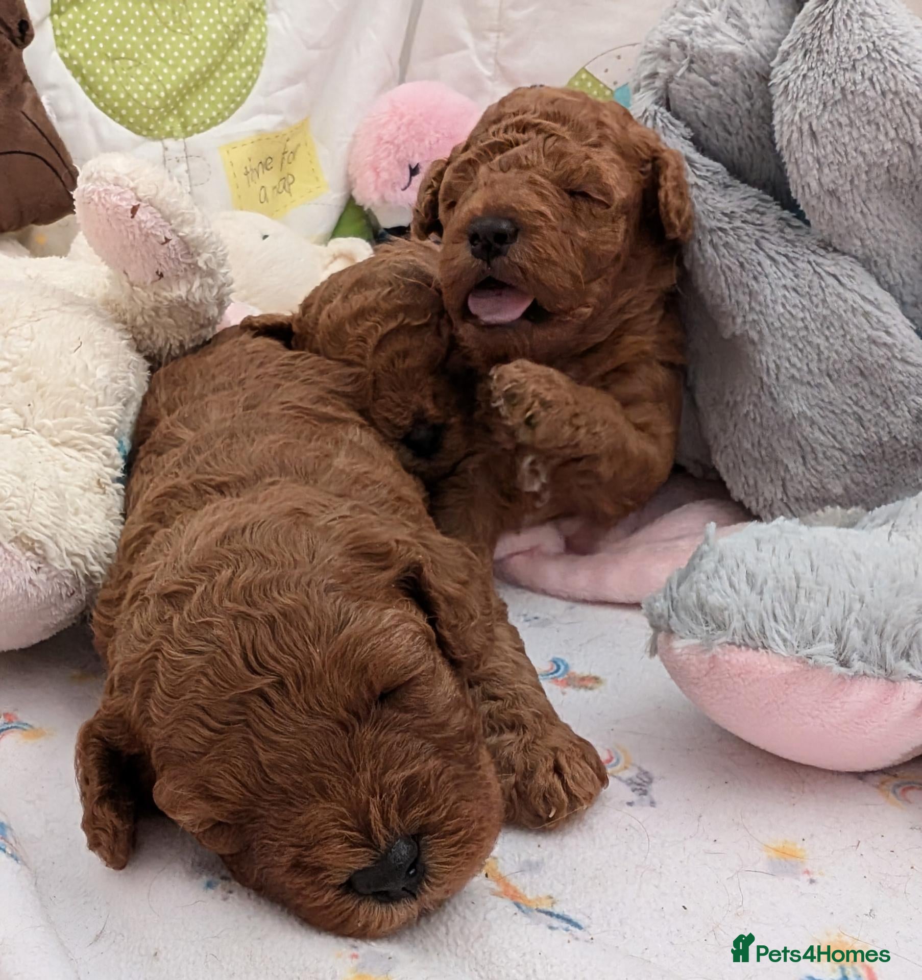 Cavapoo dogs F1B Deep Fox Red Toy DNA Clear Puppies  - Advert 2