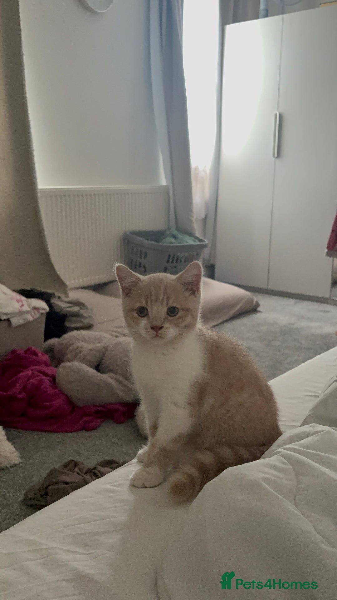 British Shorthair cats for sale: British Short hair kitten  - Advert 5