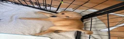 Labrador Retriever dogs for sale: 2 FOX RED LABRADOR BOYS LEFT READY NOW  - Advert 19