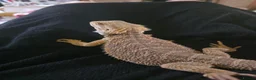 Mixed Breed reptiles for sale: F bearded dragon, ball python, carpet python.  - Advert 5