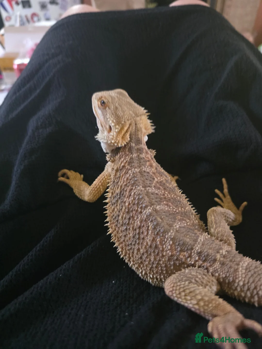 Mixed Breed reptiles for sale: F bearded dragon, ball python, carpet python.  - Advert 5